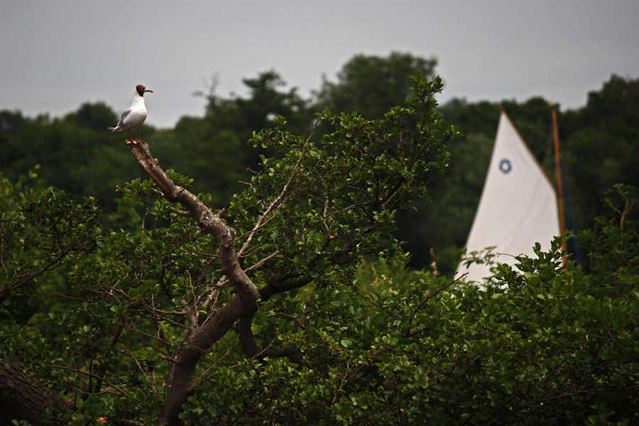 Gull and Sail boat © Jon Culver