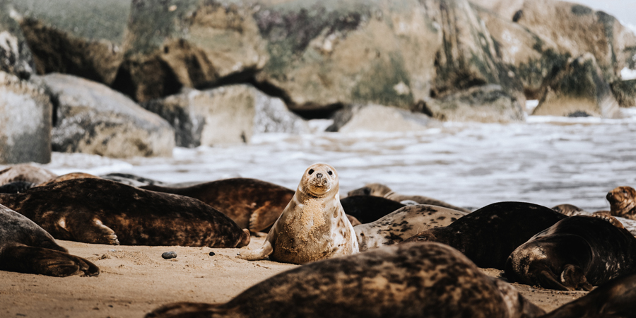 Seal at Horsey copyright dan_scape