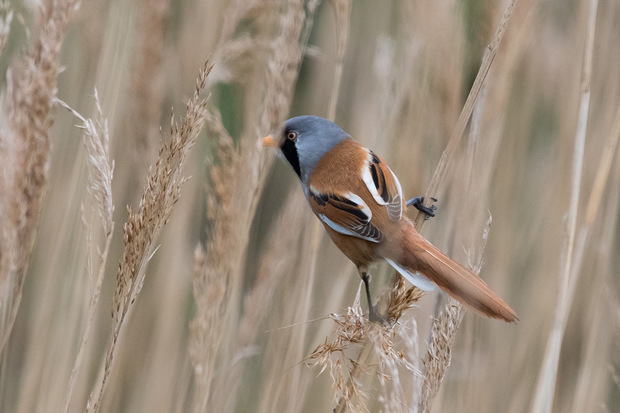 bearded tit at hickling © paul blathwayt