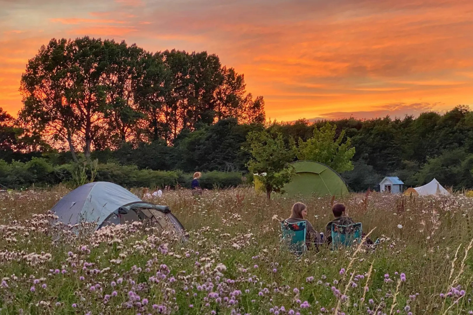 Beautiful wild flowers surround the camping areas at Wardley Hill Campsite