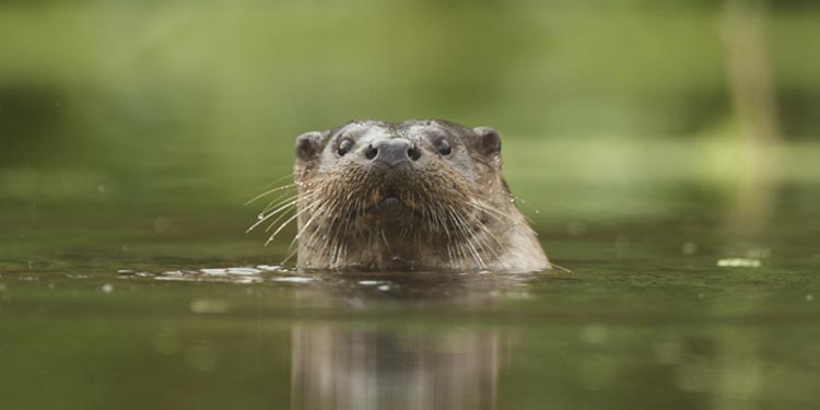 Wildlife in the Broads