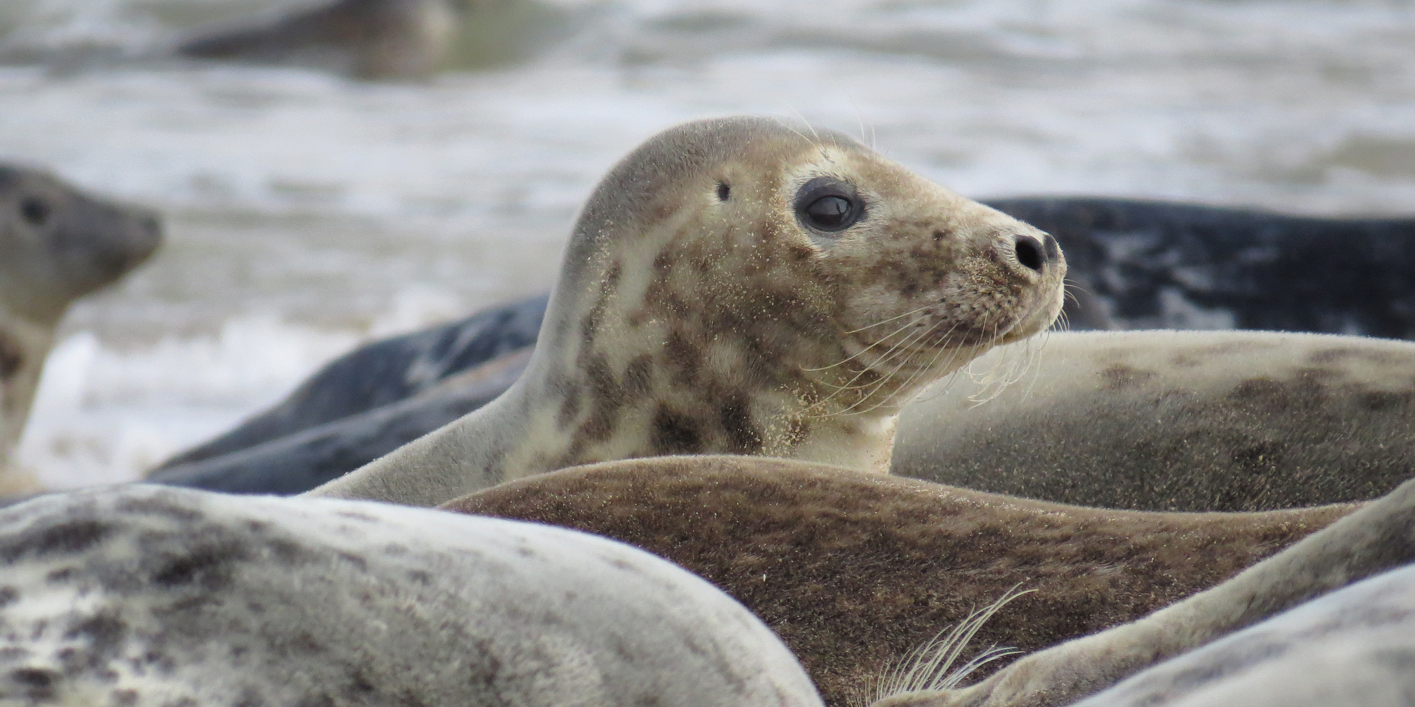 Winterton Seals © Dick Knight (Flickr)