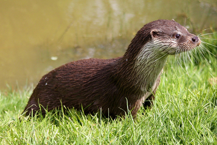 Otter on the riverbank