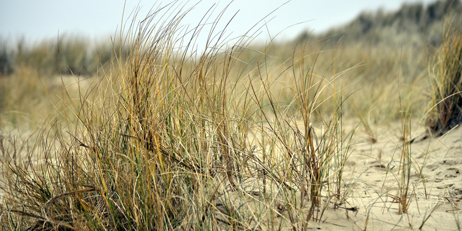 Winterton Dunes copyright Darren Glanville