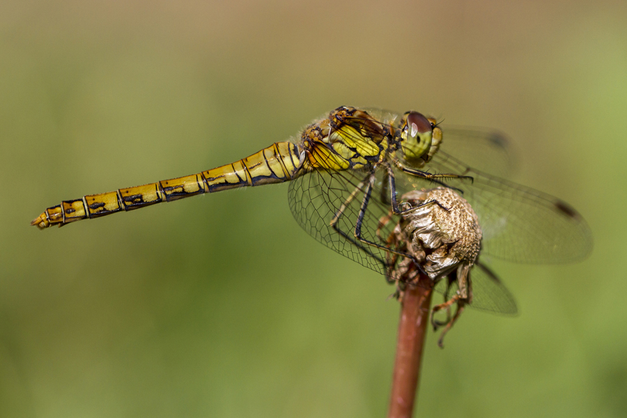 Common darter copyright nikk