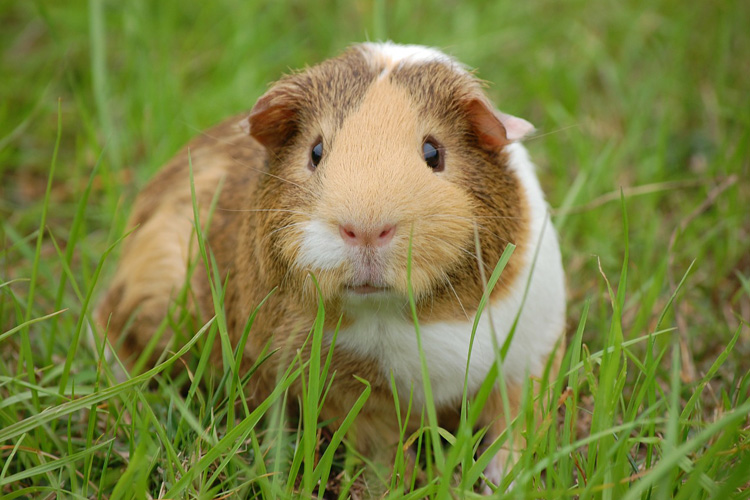 wroxham barns guinea pigs