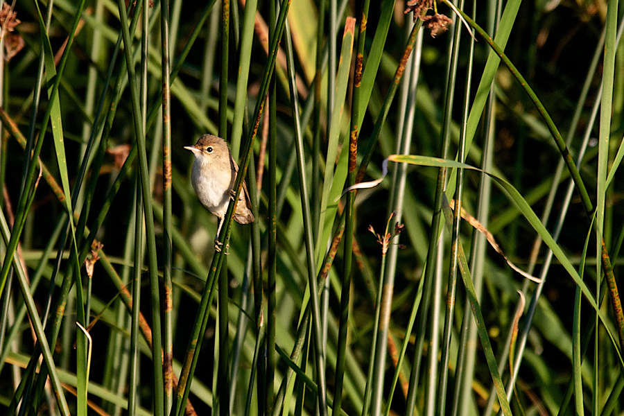 cettis warbler © paul blathwayt