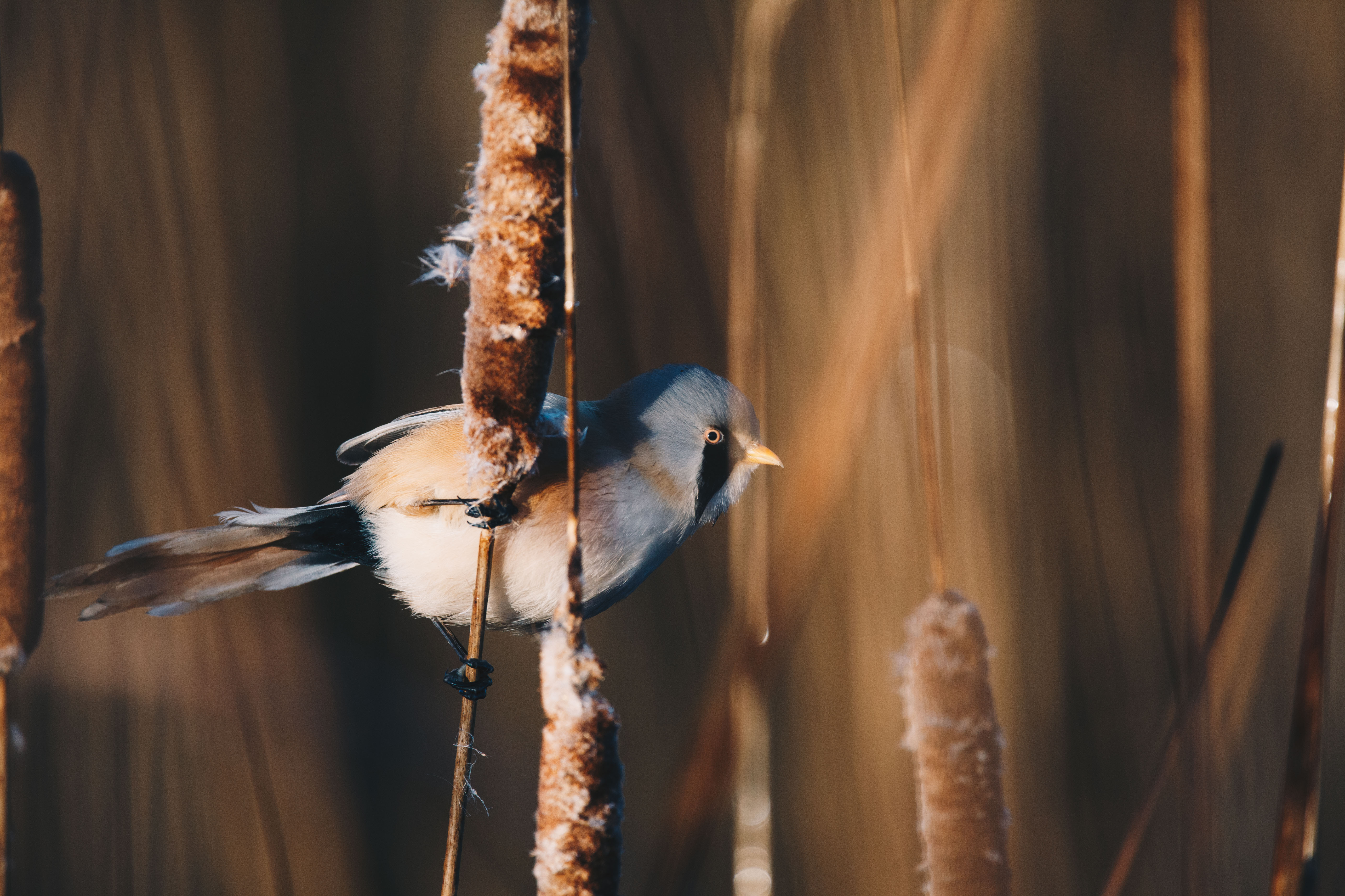 A bearded reedling