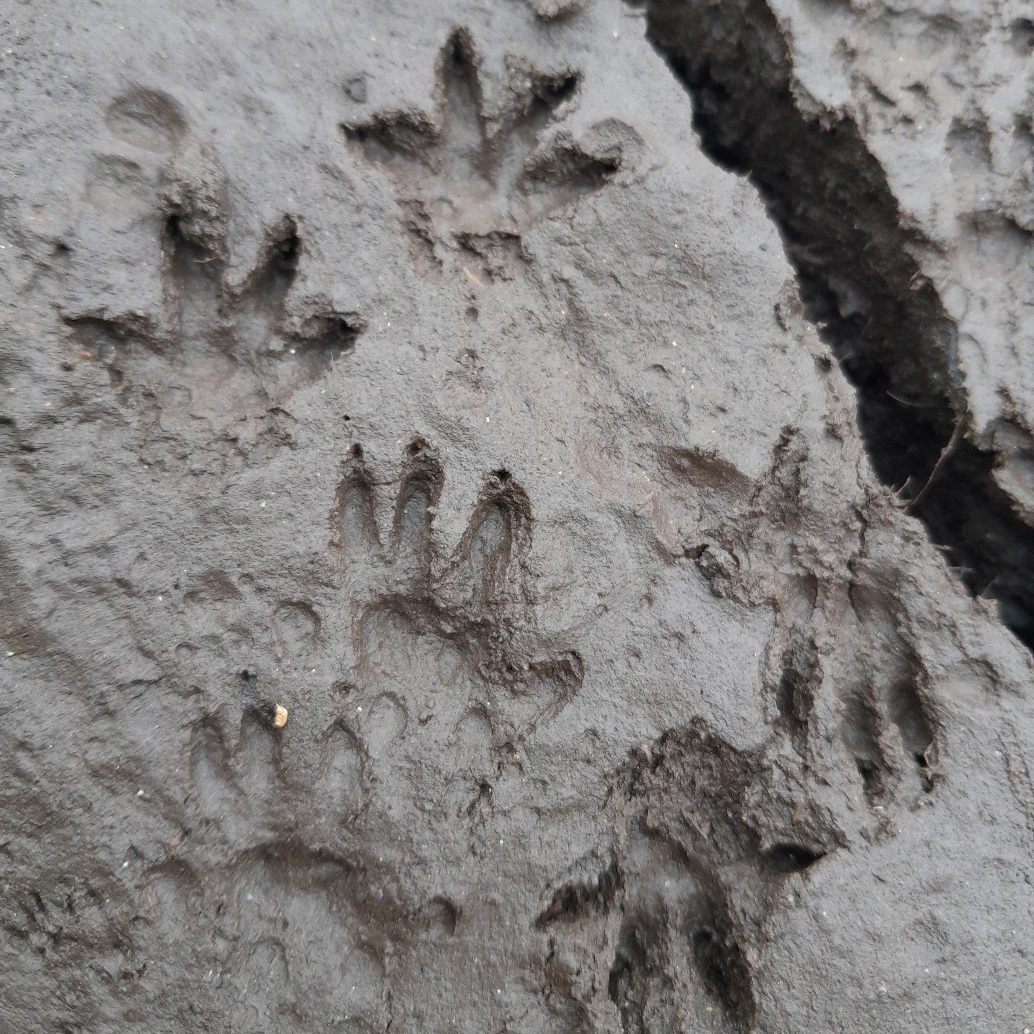 Close-up of muddy ground showing several clear animal paw prints with three forward-facing toes and claw marks, likely belonging to a small mammal.