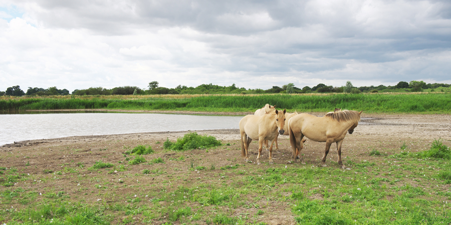 Broadland Ponies © Julian Claxton