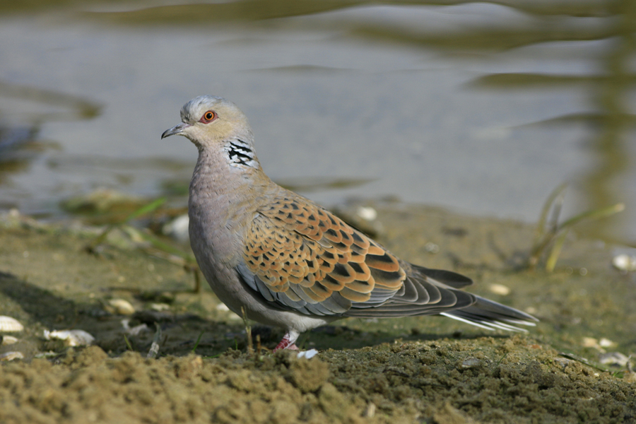 turtle dove copyright nick goodrum