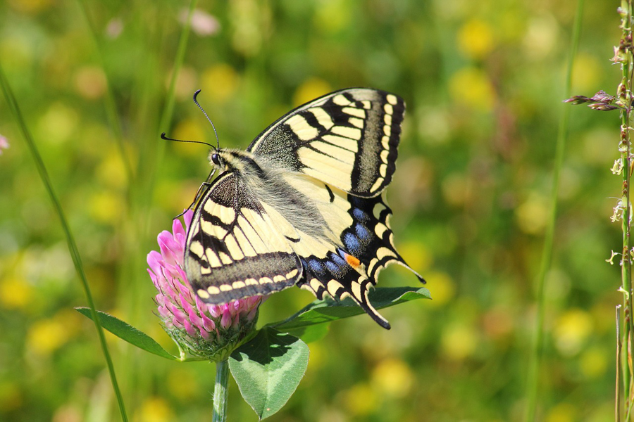 Swallowtail butterfly