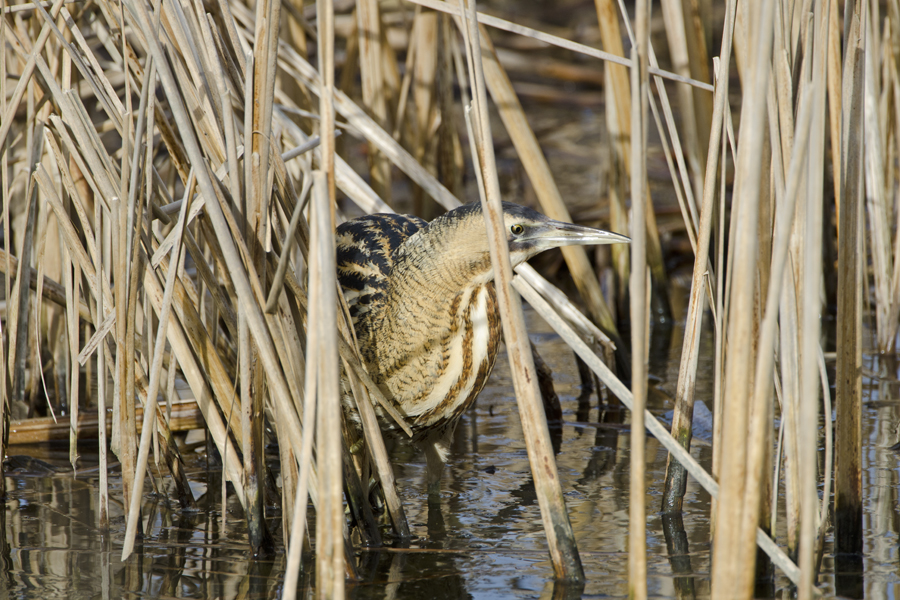 Bittern copyright David Tiping/2020vision