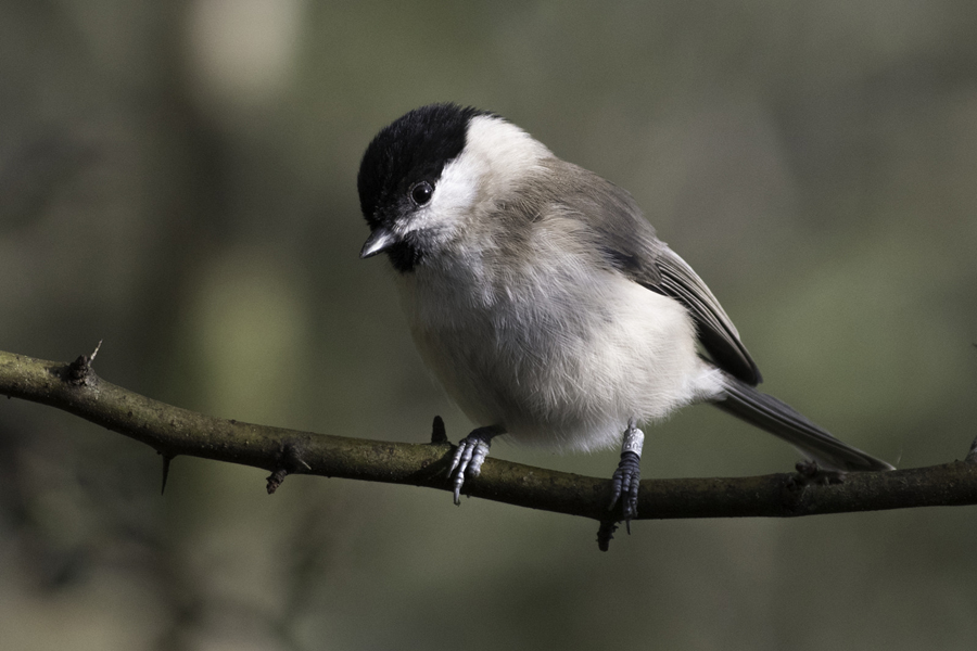 marsh tit © sue