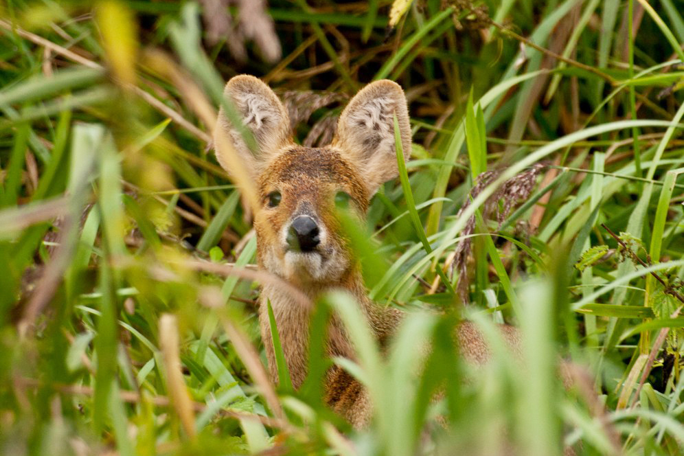 Chinese water deer