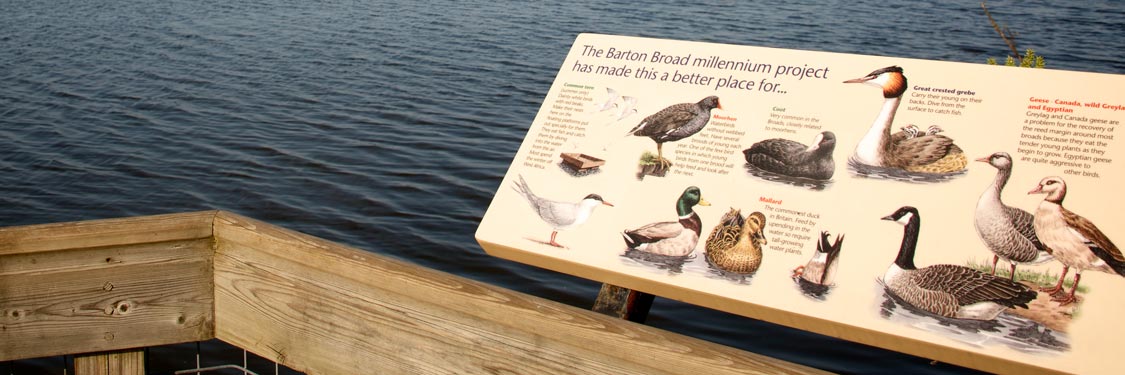 Wildlife in the Broads National Park - Barton Boardwalk