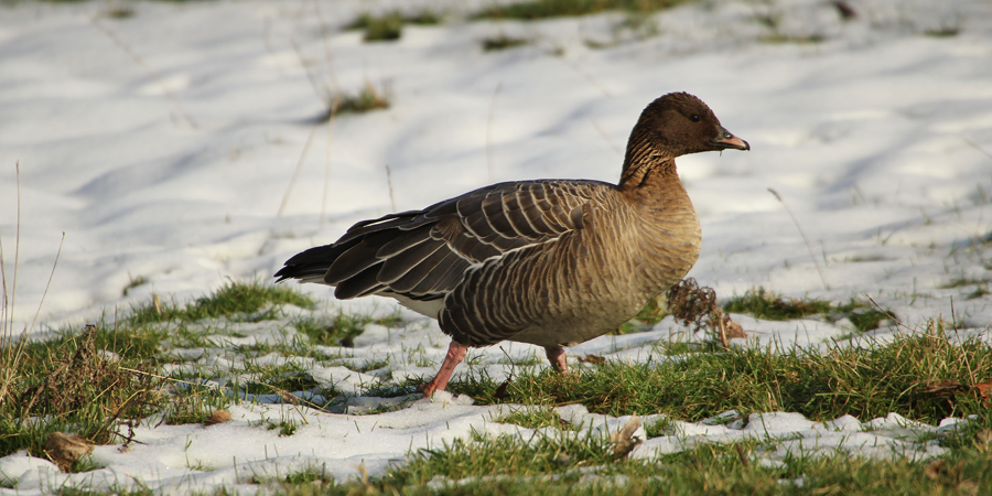 Pink footed goose © Tony Sutton (Flickr)