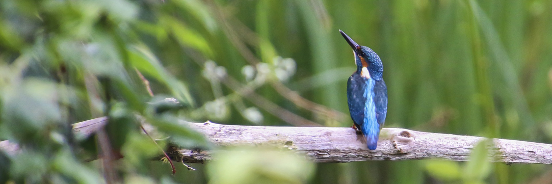 Wildlife banner