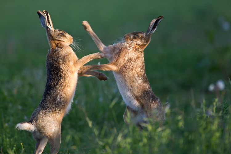 Brown hares © Natural England/Allan Drewitt https://flic.kr/p/oeka3v