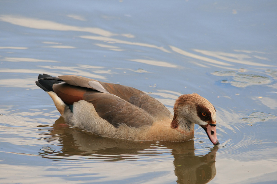 Egyptian goose