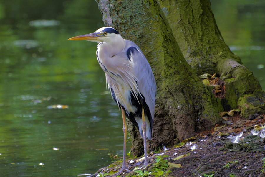 Heron