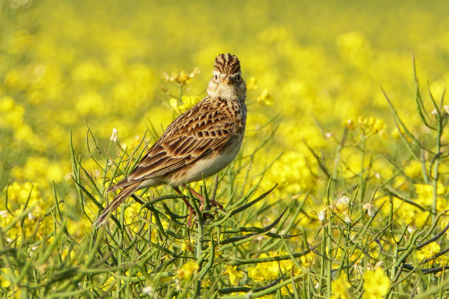 Skylark