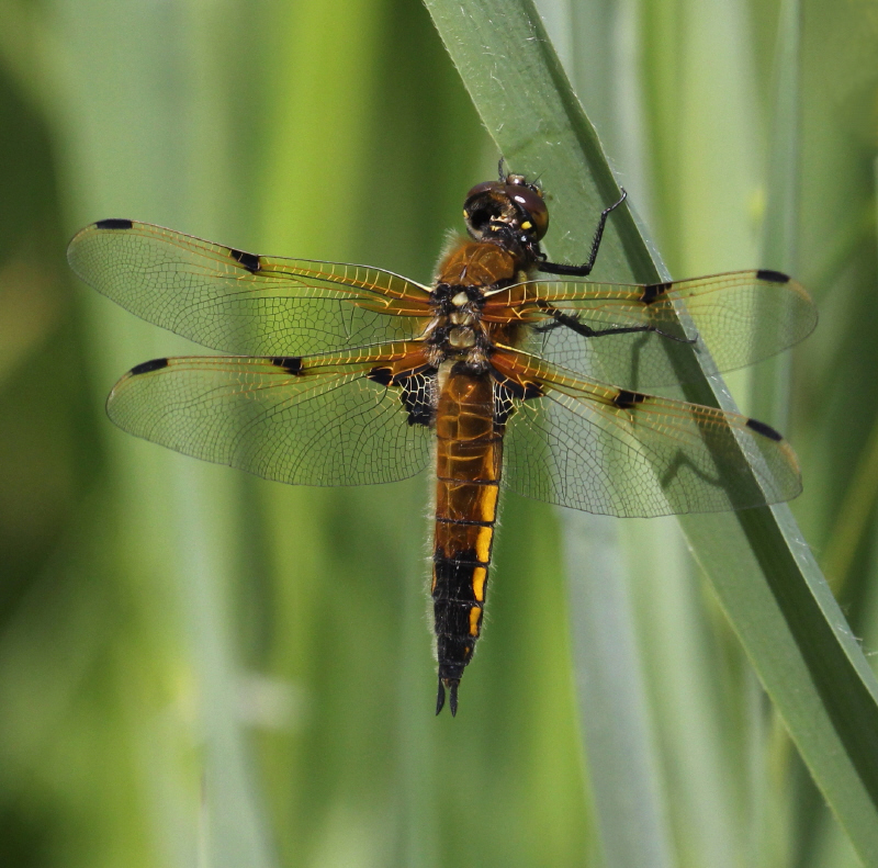 Four-spotted chaser dragonfly