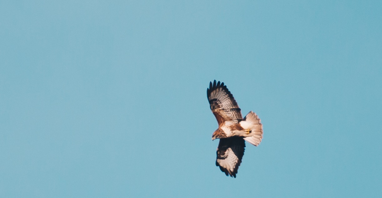 Buzzard flying with wings spread