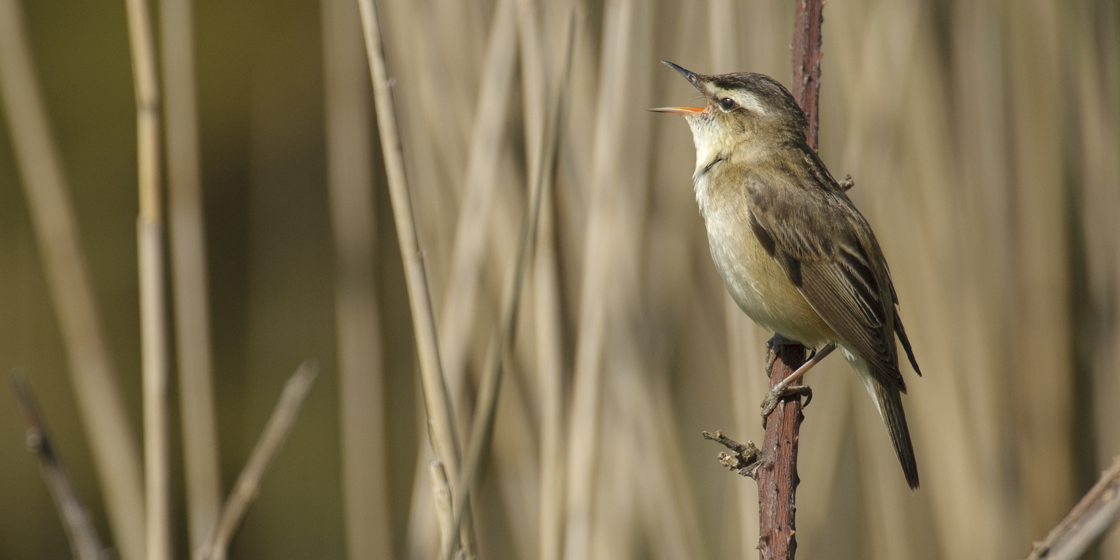 Wildlife in the Broads National Park - Sedge Warbler