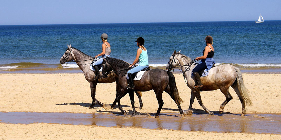 Horses on beach © Martin Pettitt Flickr 