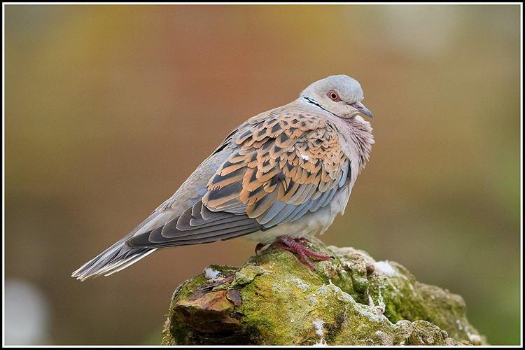 Turtle Dove © Tony Smith