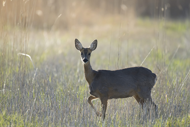 Roe Deer © Artur Rydzewski