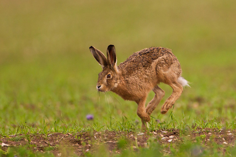 Brown hare © Natural England/Allan Drewitt