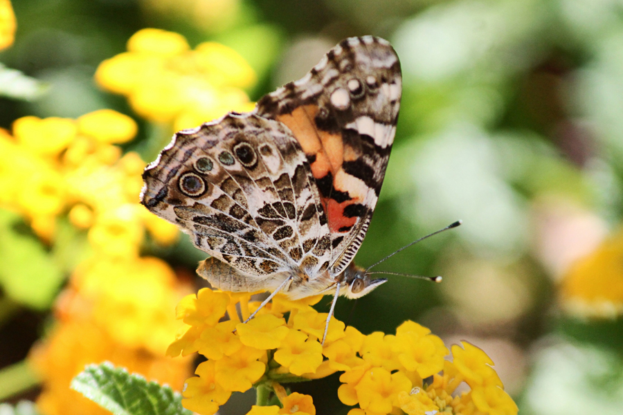 Painted lady butterfly copyright Renee