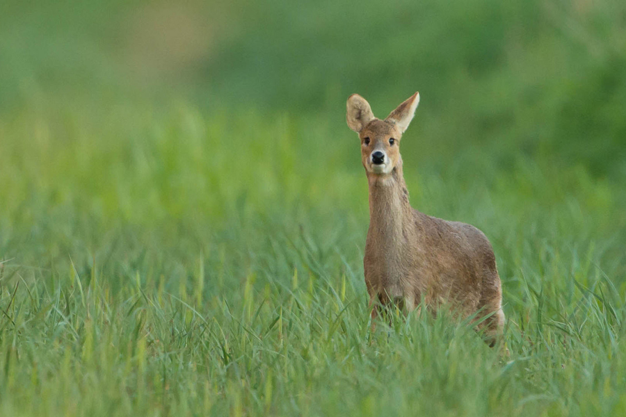 Chinese Water Deer © Don Sutherland