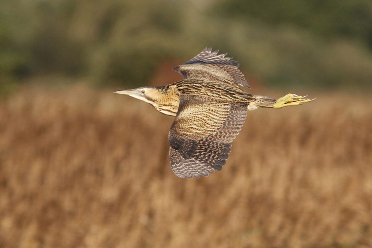 Bittern © brian macfarlane