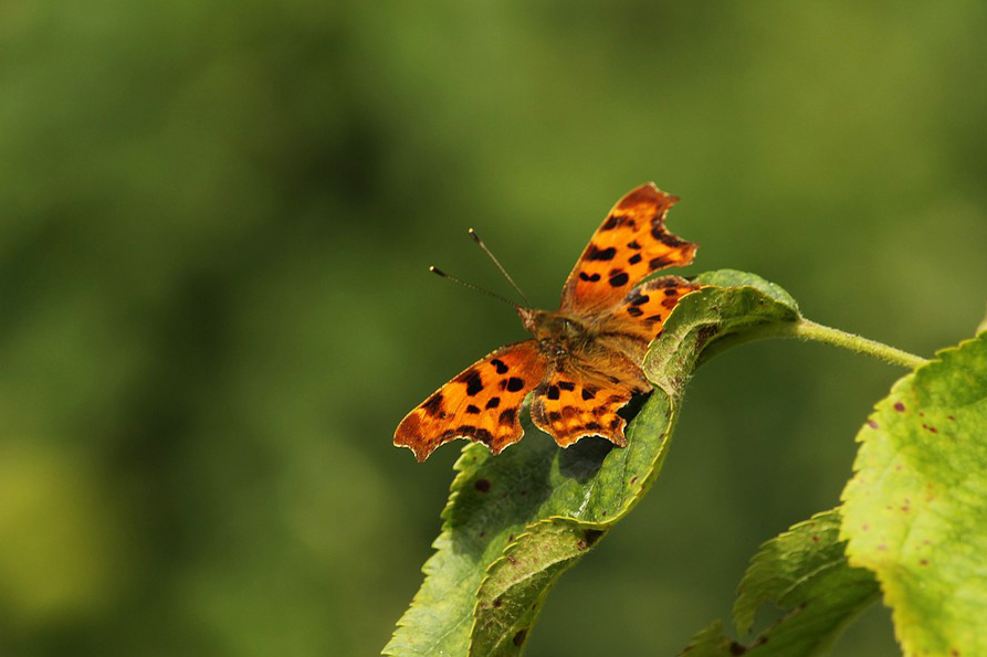 Comma butterfly