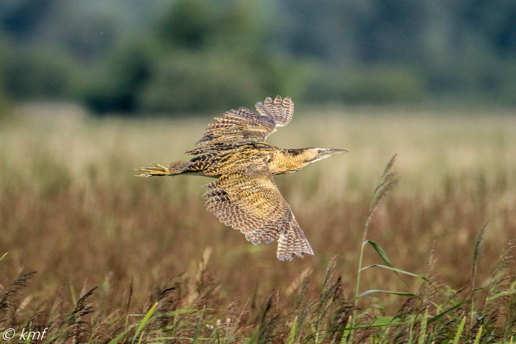 Bittern Kevin Fulcher