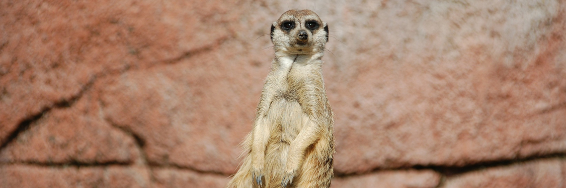 Meerkat