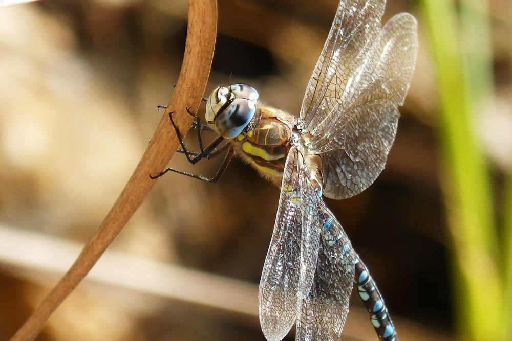 Emperor dragonfly