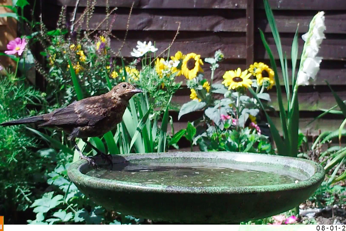 blackbird on trail cam