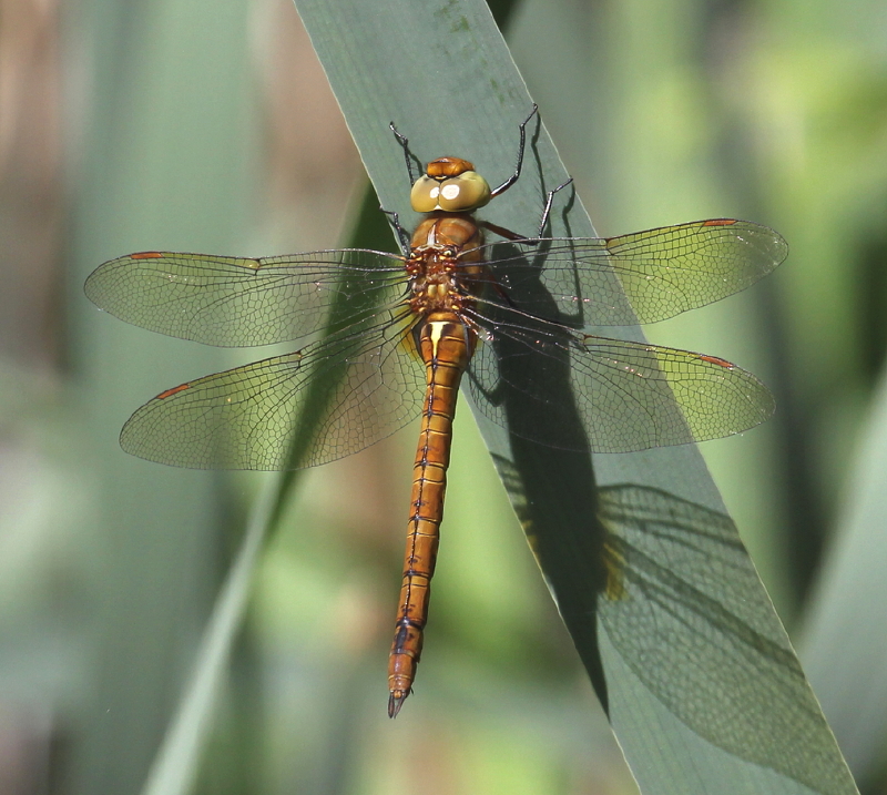 Norfolk hawker dragonfly