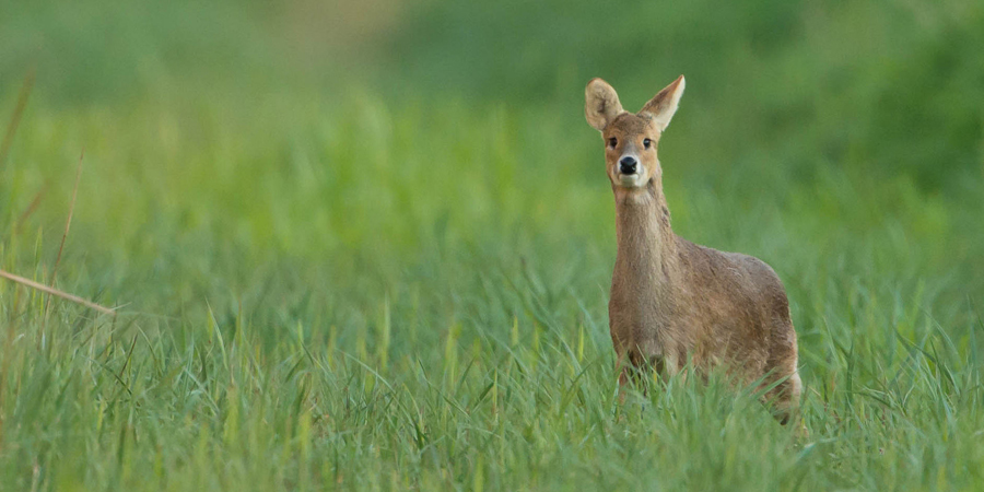 Chinese Water Deer © Don Sutherland