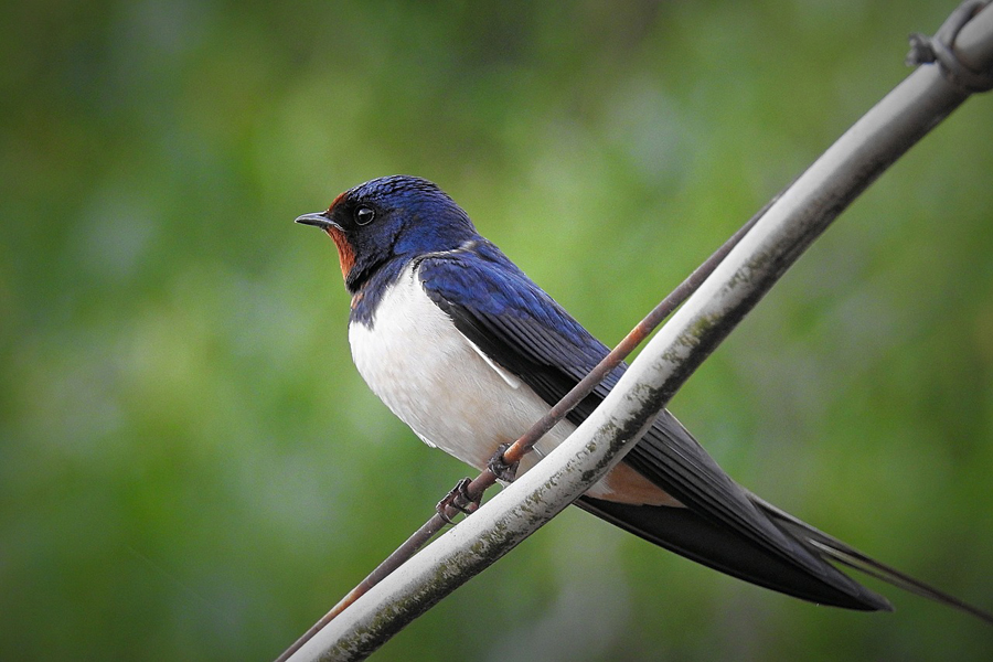 Swallow perched