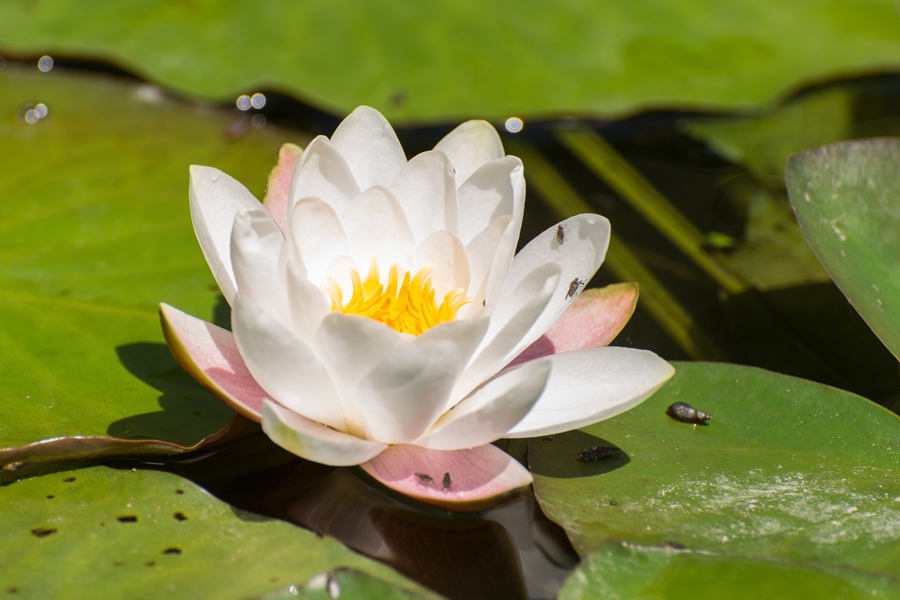 White water lily