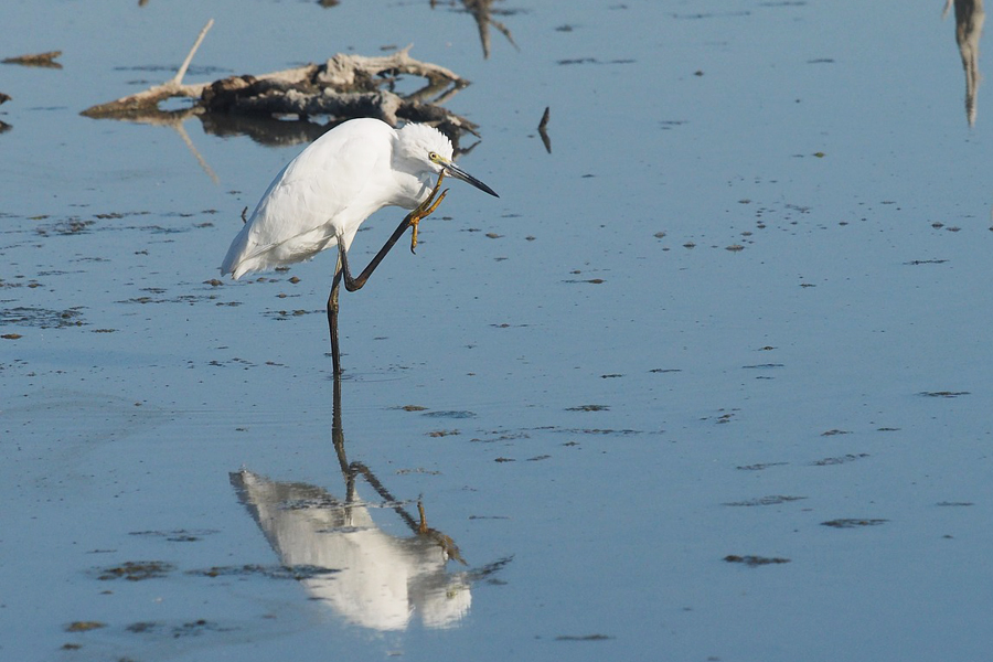 Little egret