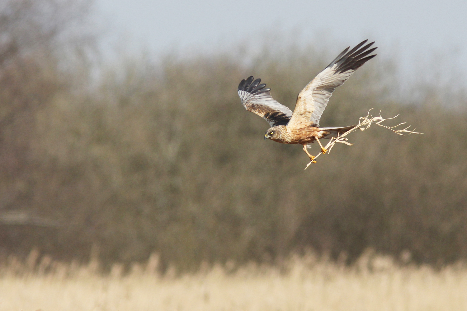 Marsh harrier in flight carrying a stick with reeds visible in the background, by Jackie Dent