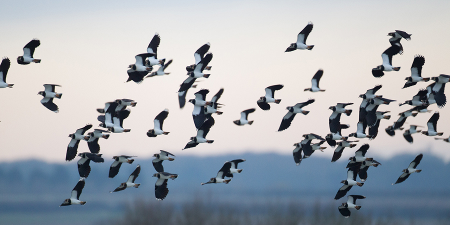 Lapwings © Natural EnglandAllan Drewitt