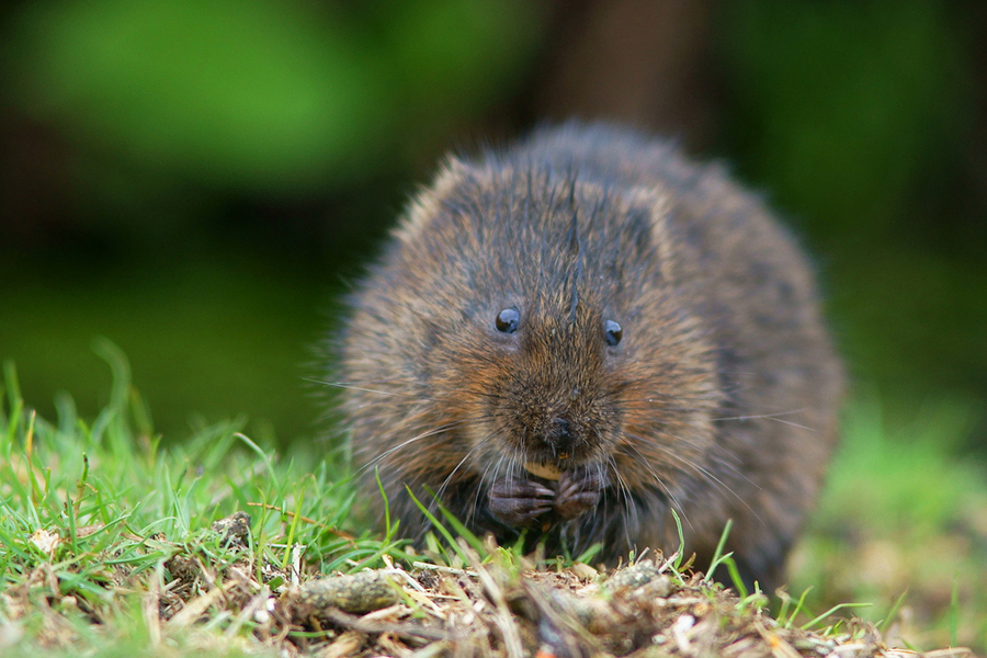 water vole copyright peter trimming