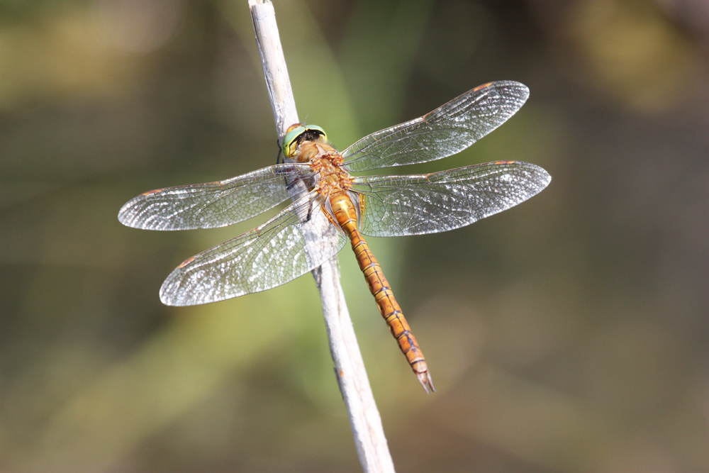 Norfolk hawker dragonfly